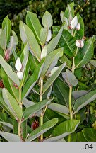 Asclepias syriaca (trojeść amerykańska)