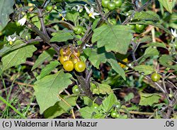 Solanum alatum (psianka skrzydlata)