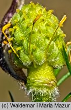 Adonis vernalis (miłek wiosenny)