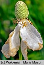 Anemonoides sylvestris (zawilec wielkokwiatowy)