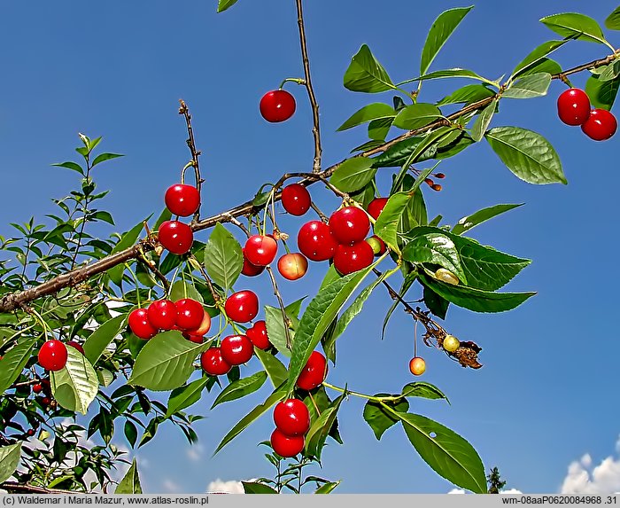 Cerasus vulgaris (wiśnia pospolita)