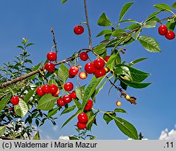 Cerasus vulgaris (wiśnia pospolita)