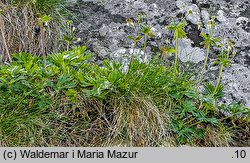 Anemonastrum narcissiflorum (zawilec narcyzowy)