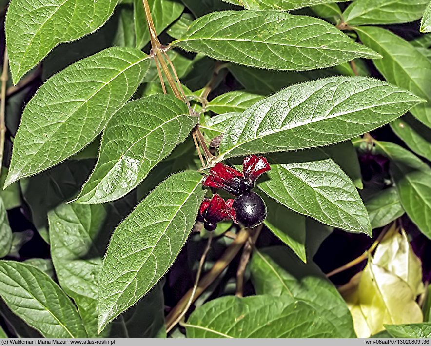 Lonicera involucrata (wiciokrzew skrytoowocowy)