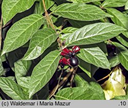 Lonicera involucrata (wiciokrzew skrytoowocowy)