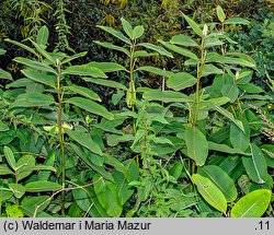 Asclepias syriaca (trojeść amerykańska)