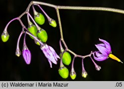 Solanum dulcamara (psianka słodkogórz)