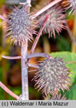 Ricinus communis (rącznik zwyczajny)