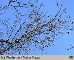 Platanus ×hispanica (platan klonolistny)