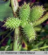 Xanthium albinum (rzepień włoski)