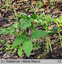 Dentaria enneaphyllos (żywiec dziewięciolistny)