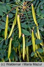 Caragana arborescens (karagana syberyjska)