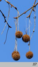 Platanus ×hispanica (platan klonolistny)