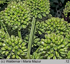 Angelica archangelica ssp. litoralis (dzięgiel litwor nadbrzeżny)