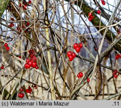 Solanum dulcamara (psianka słodkogórz)