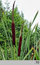 Typha latifolia (pałka szerokolistna)