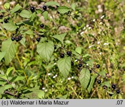 Atropa bella-donna (pokrzyk wilcza jagoda)