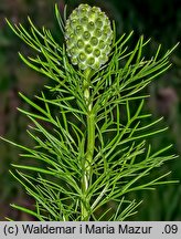 Adonis vernalis (miłek wiosenny)