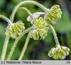 Anemonastrum narcissiflorum (zawilec narcyzowy)