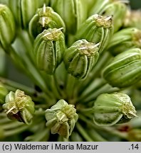 Angelica archangelica ssp. litoralis (dzięgiel litwor nadbrzeżny)