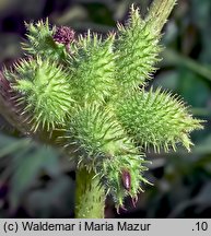 Xanthium albinum (rzepień włoski)