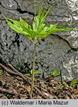 Dentaria enneaphyllos (żywiec dziewięciolistny)