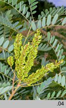 Amorpha fruticosa (amorfa krzewiasta)