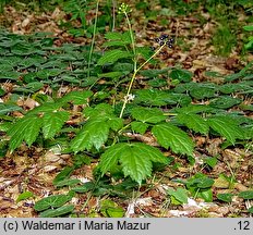 Actaea spicata (czerniec gronkowy)