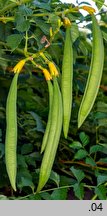 Campsis radicans (milin amerykański)