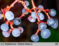 Parthenocissus tricuspidata (winobluszcz trójklapowy)