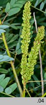 Amorpha fruticosa (amorfa krzewiasta)