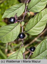 Atropa bella-donna (pokrzyk wilcza jagoda)