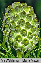 Adonis vernalis (miłek wiosenny)