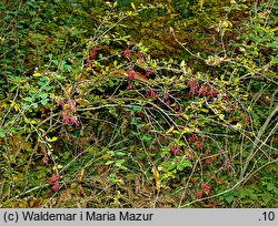 Berberis vulgaris (berberys zwyczajny)