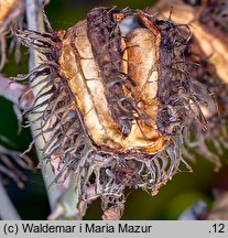 Ricinus communis (rącznik zwyczajny)