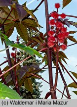 Ricinus communis (rącznik zwyczajny)