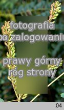 Amorpha fruticosa (amorfa krzewiasta)