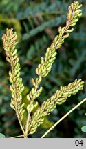 Amorpha fruticosa (amorfa krzewiasta)