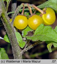 Solanum alatum (psianka skrzydlata)