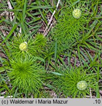 Adonis vernalis (miłek wiosenny)