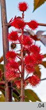 Ricinus communis (rącznik zwyczajny)