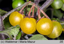 Solanum alatum (psianka skrzydlata)