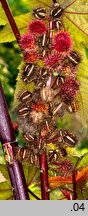 Ricinus communis (rącznik zwyczajny)