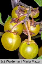 Solanum alatum (psianka skrzydlata)