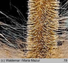 Typha latifolia (pałka szerokolistna)