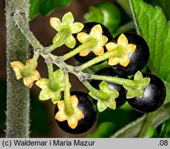 Solanum nigrum (psianka czarna)