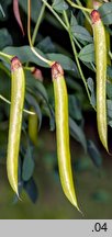 Caragana arborescens (karagana syberyjska)