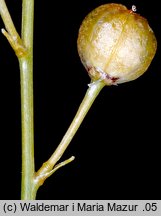 Anthericum ramosum (pajęcznica gałęzista)