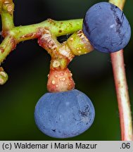 Parthenocissus tricuspidata (winobluszcz trójklapowy)