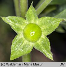 Atropa bella-donna (pokrzyk wilcza jagoda)